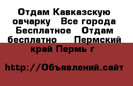 Отдам Кавказскую овчарку - Все города Бесплатное » Отдам бесплатно   . Пермский край,Пермь г.